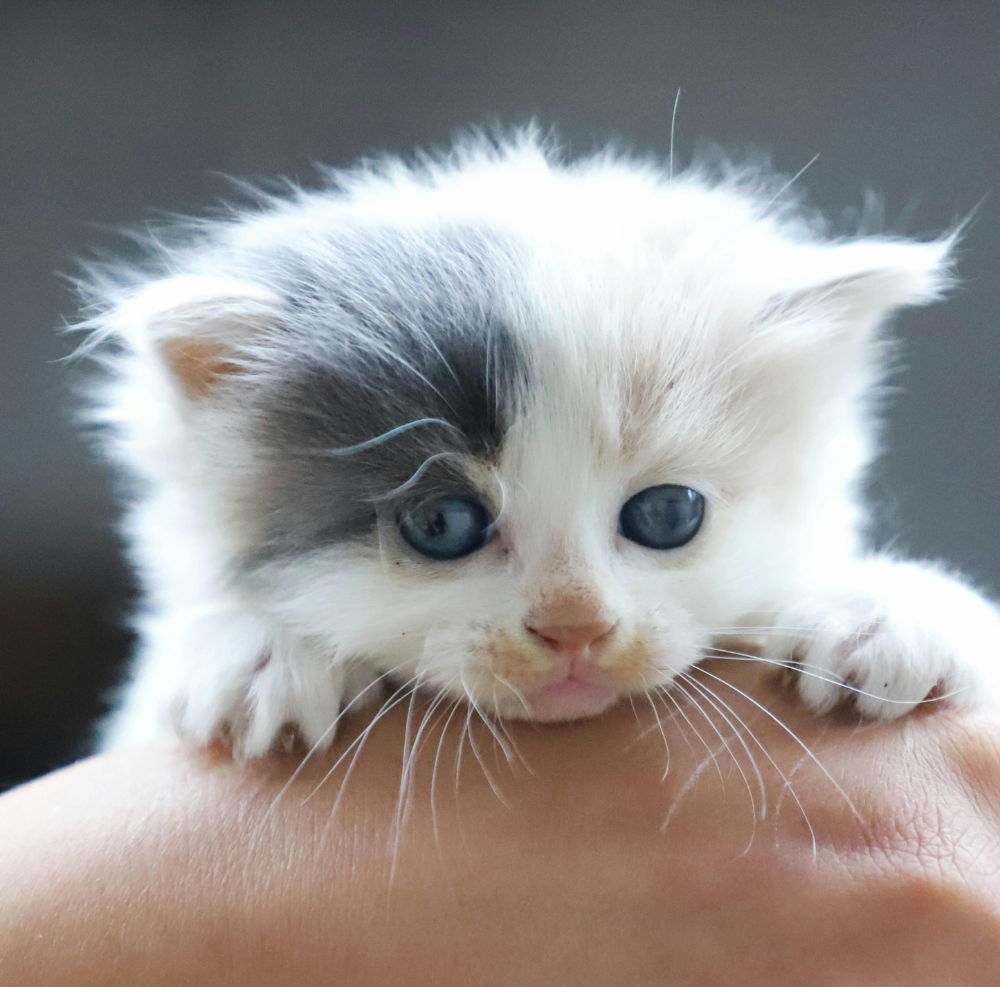 Foto en/of tekst op witte chocolade, kies zelf uw eigen ontwerp!